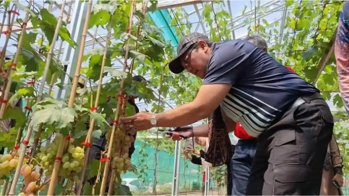 Petik Anggur Sendiri di Kebun Anggur Puncak Rahayu, Tempat Wisata Anyar di Sumedang Resmi Dibuka