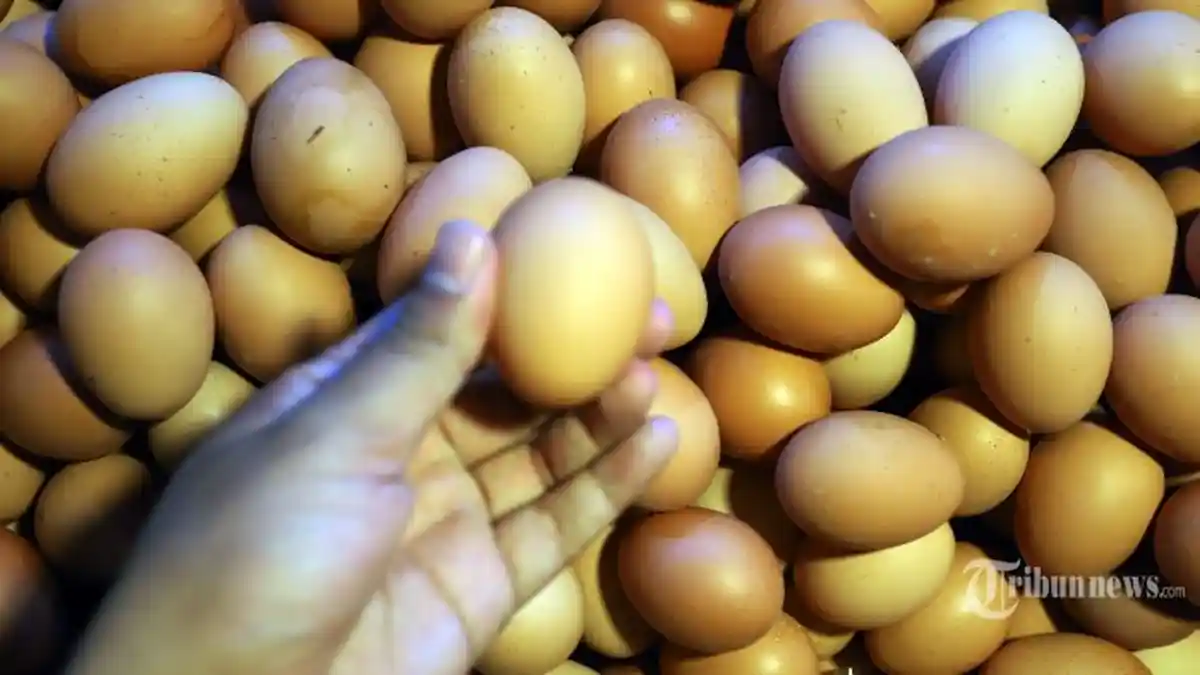 Kata Jokowi Soal Kenaikan Harga Telur Ayam: Dua Minggu Insya Allah Turun