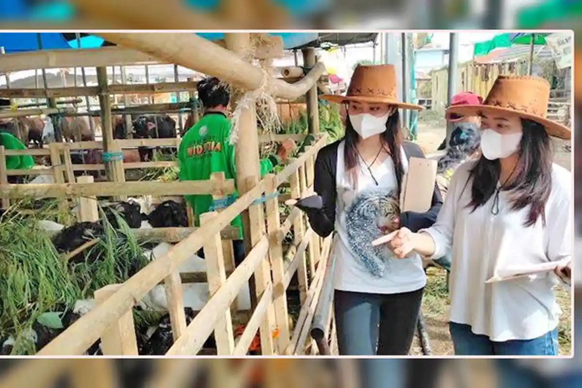 Cara Tak Biasa Dilakukan Pedagang Sapi di Surabaya, Calon Pembeli Dilayani Wanita Cantik