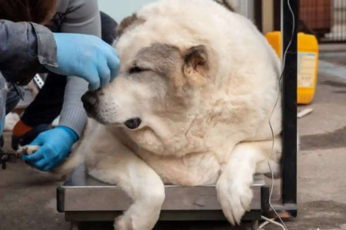 Viral Ada Anjing Liar Obesitas Tak Bisa Berdiri, Beratnya 100 Kg, Ini yang Terjadi Setiap Malam