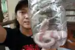 Warga Berhasil Mengamankan Anak Ular Kobra Albino di Tangerang