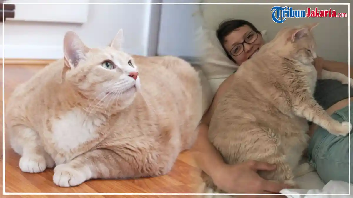 Si Kucing Obesitas 'Bronson', Jalani Diet Ketat Demi Mencapai Berat Badan yang Ideal