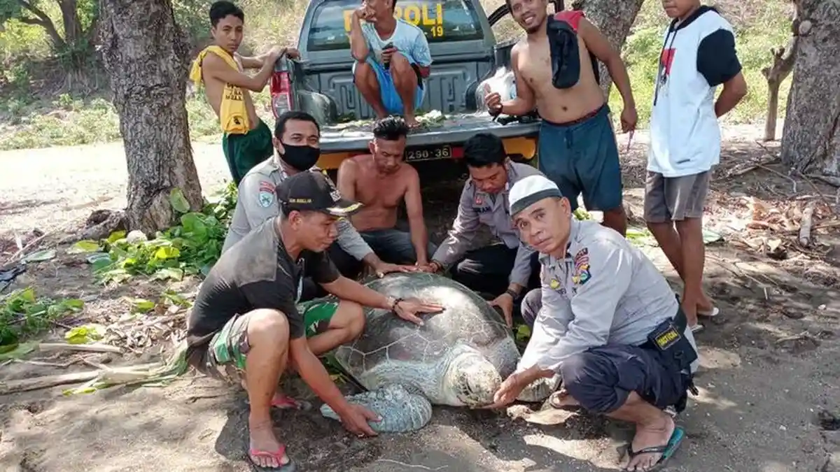 Penyu Sisik Hijau Seberat 500 Kilogram Terdampar di Pantai, Begini Penampakannya
