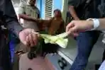 Upacara Adat Rebo Kasan Desa Air Anyer