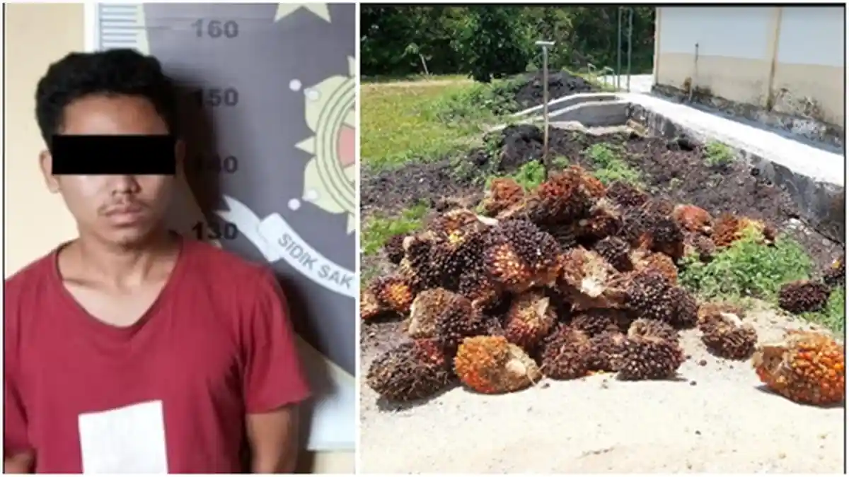 Remaja di Desa Aringin Muratara Diduga Curi Buah Sawit, Polisi: Barang Buktinya 1 Ton