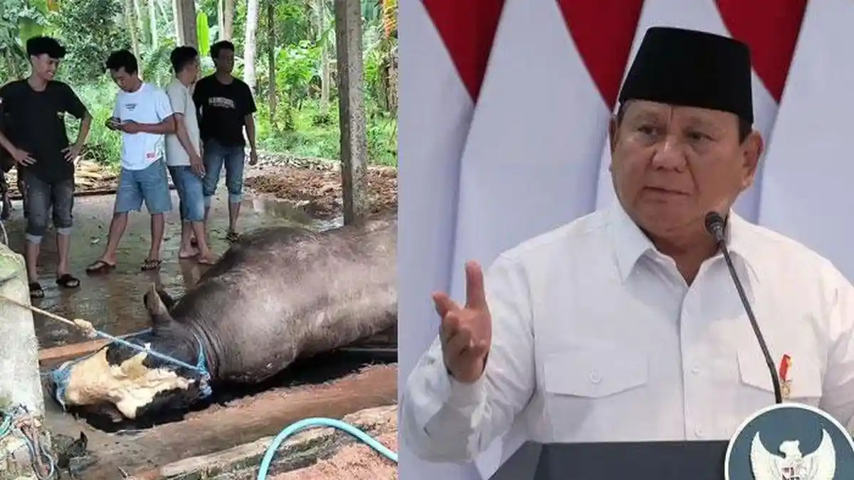 Sehari usai ‘Dibeli’ Rp 125 Juta, Sapi Kurban Presiden Prabowo Mendadak Mati, Pemilik Kuak Dugaan