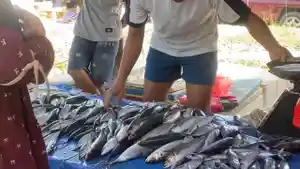 Harga-ikan-cakalang-di-Mateng-naik.jpg