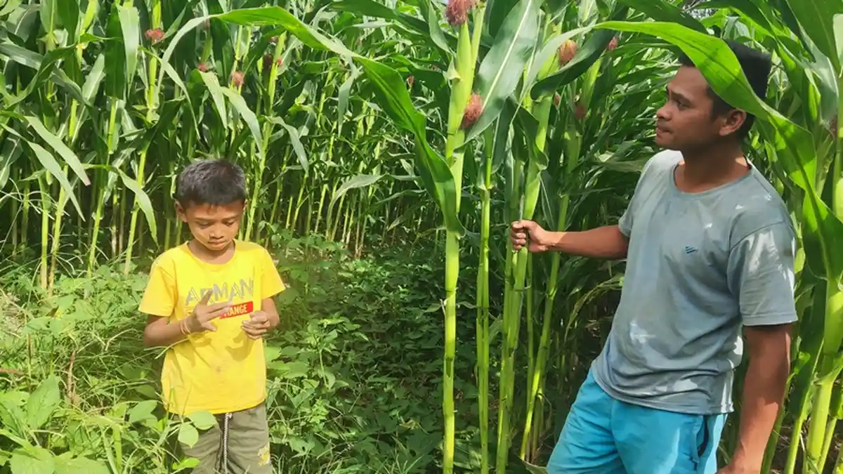 Harga Jagung di Boltim Naik Jadi Rp 7 Ribu per Kg