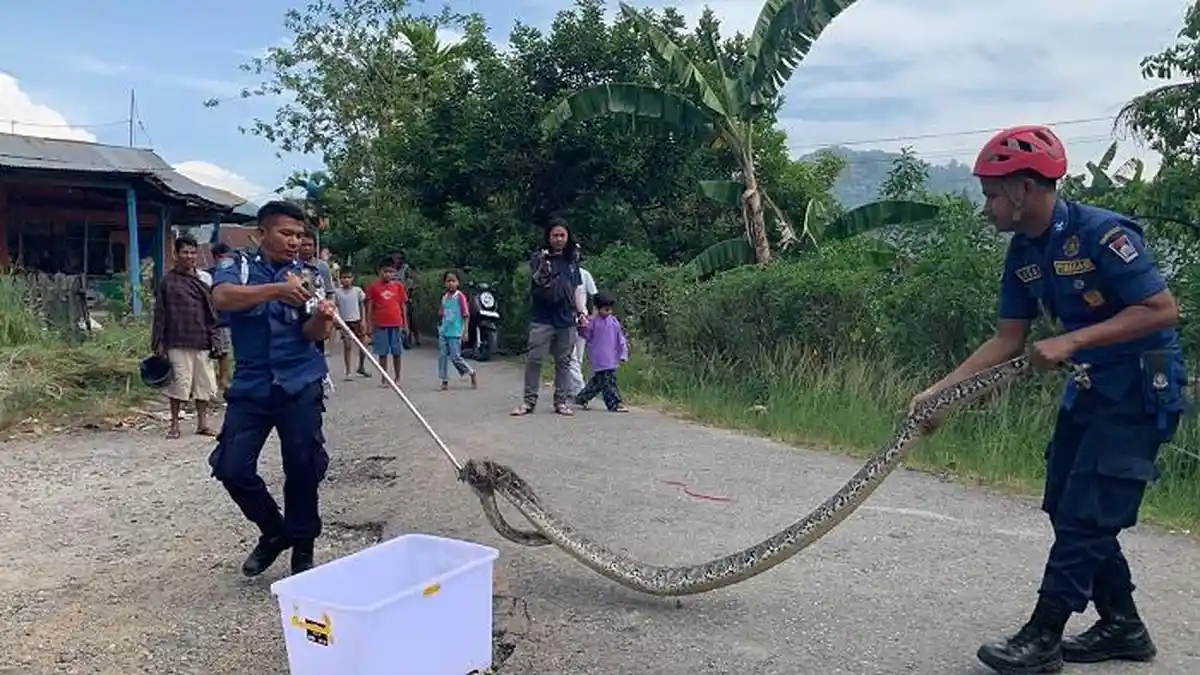 Damkar Padang Evakuasi Ular Piton Panjang 4 Meter di Selokan Dekat Pemukiman Warga