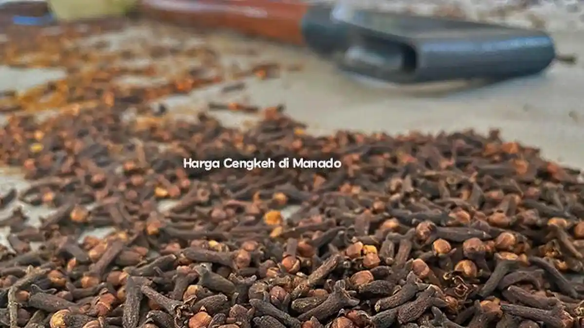 Info Harga Cengkih Rabu 20 November 2024, Gudang di Manado Ramai