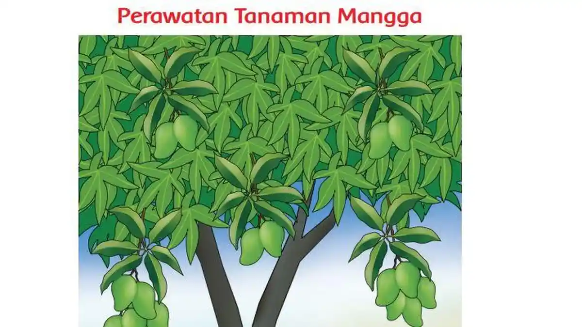 Kunci Jawaban Tema 2 Kelas 3 SD Halaman 147 148 149 152 153 154 Tematik: Perawatan Tanaman Mangga