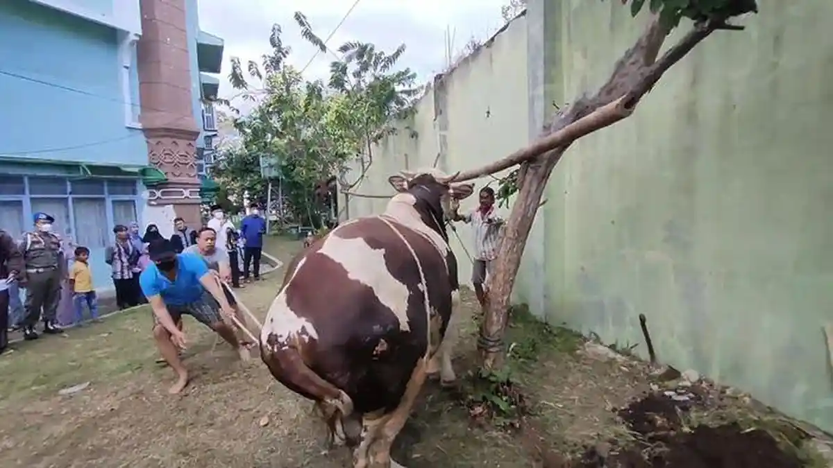 Sapi 1 Ton Milik Bupati Cirebon Ngamuk Hingga Lukai 2 Orang, Imron Sampai Turun Bantu Robohkan Sapi