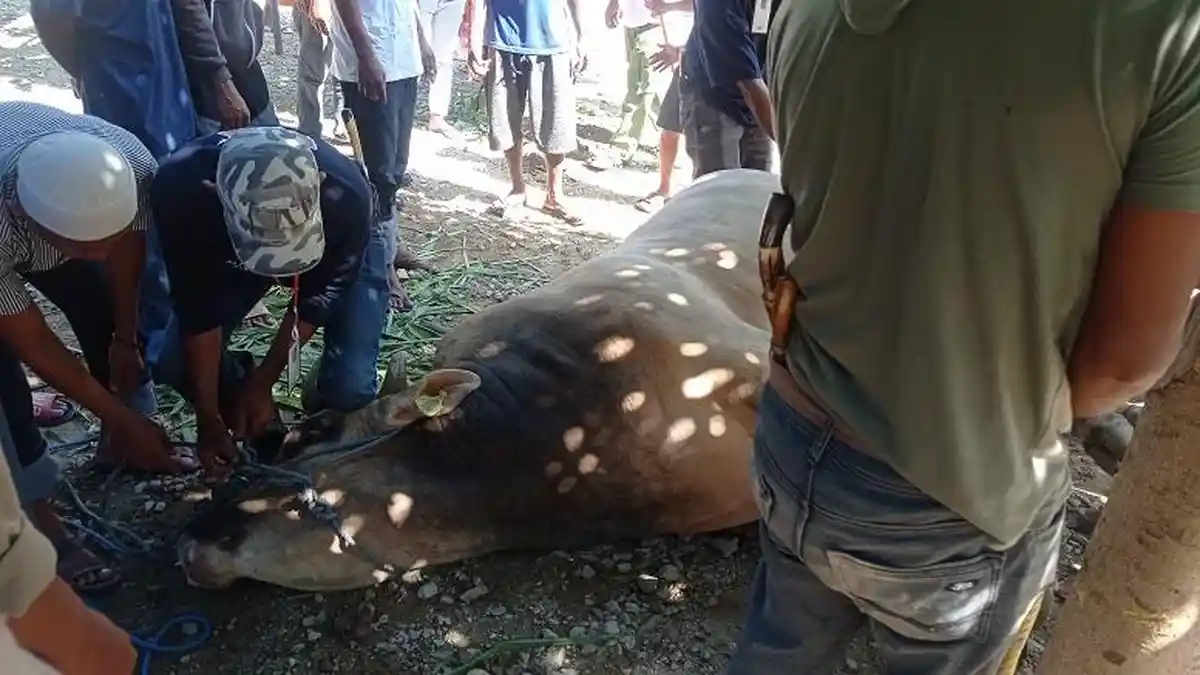 Sapi Kurban Presiden Joko Widodo untuk Sulteng Disembelih di Desa Pakuli Sigi