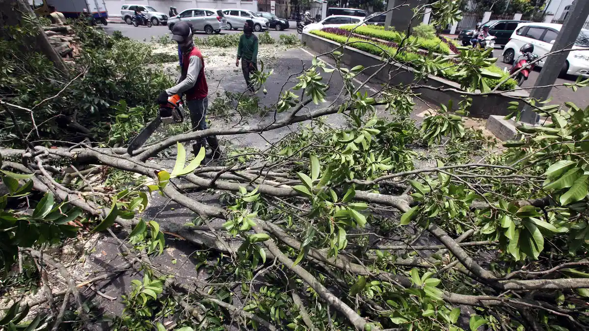 106 Pohon di Jakarta Tumbang Di-KO Angin Kencang Siklon Tropis Cempaka