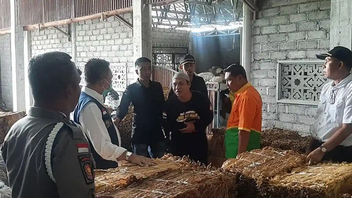 Produksi Tembakau Turun hingga 30 Persen, Distanbun NTB: Dampak Perubahan Iklim