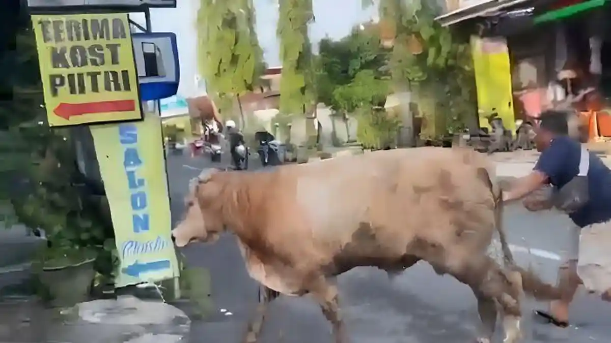 Mirip Donald Trump, Sapi Kurban Jumbo di Lamongan Mengamuk Nyaris Masuk ...