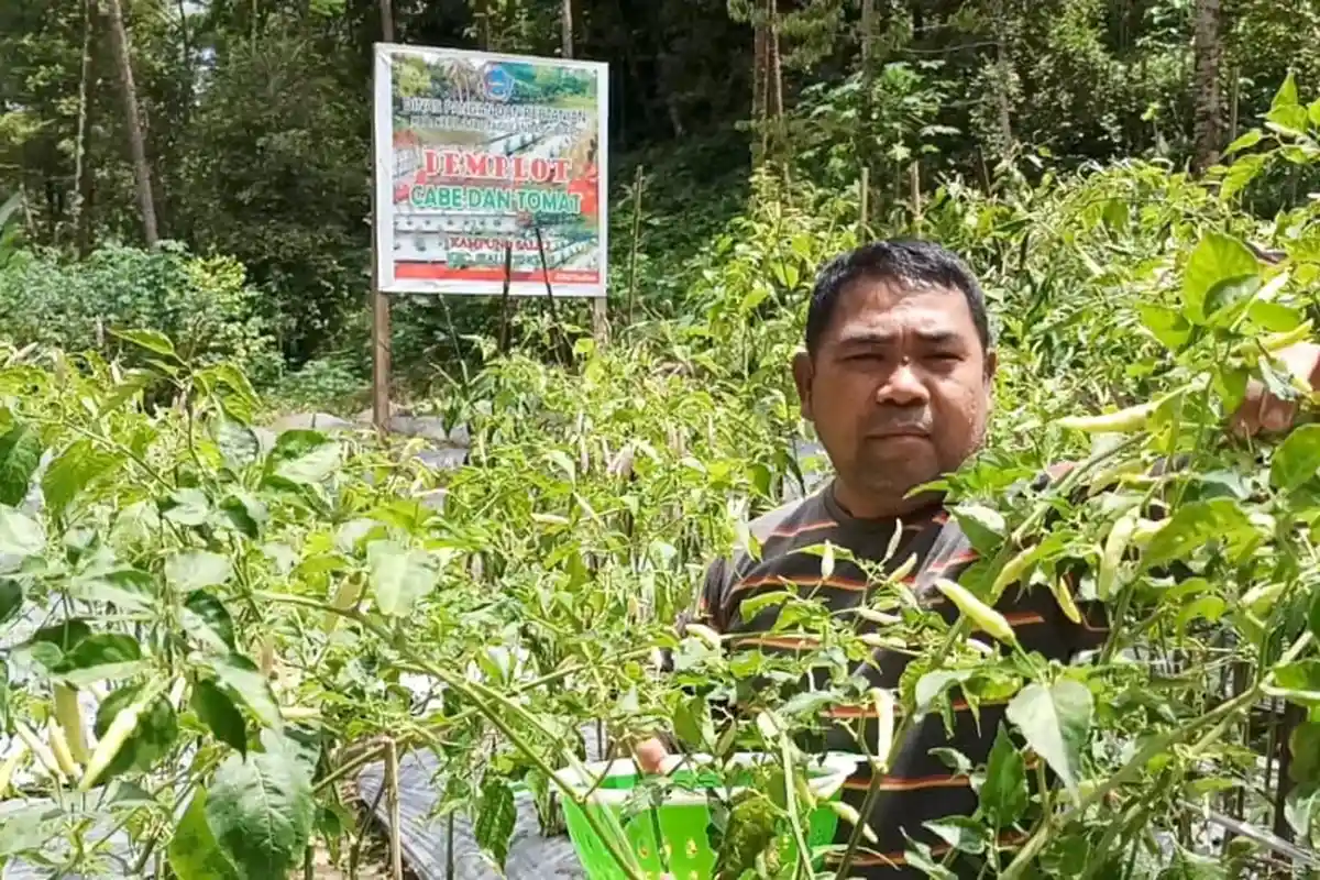 Dinas Pangan dan Pertanian Sitaro Buat Demplot Cabai Rawit