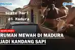 WOW-Rumah-Mewah-di-Madura-Jadi-Kandang-Sapi-Seharga-Miliaran-Rupiah-Netizen-Bukan-Sembarang-Sapi.jpg