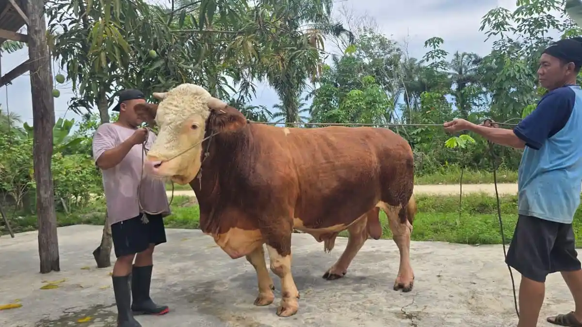 Si Bule Jadi Tontonan Warga, Kisah Rio Merawat Sapi Jumbo Hingga ...