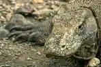 komodo-lbj.jpg
