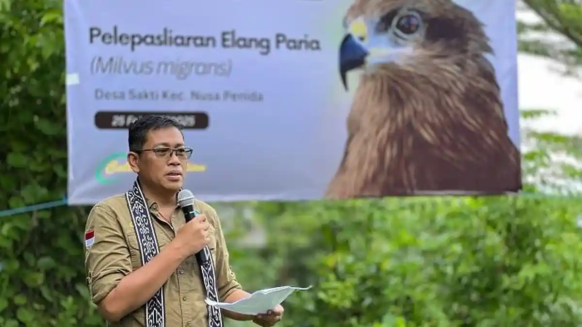 BKSDA Bali Lepasliarkan 3 Ekor Elang Paria, Salah Satunya Hasil Penyerahan Masyarakat