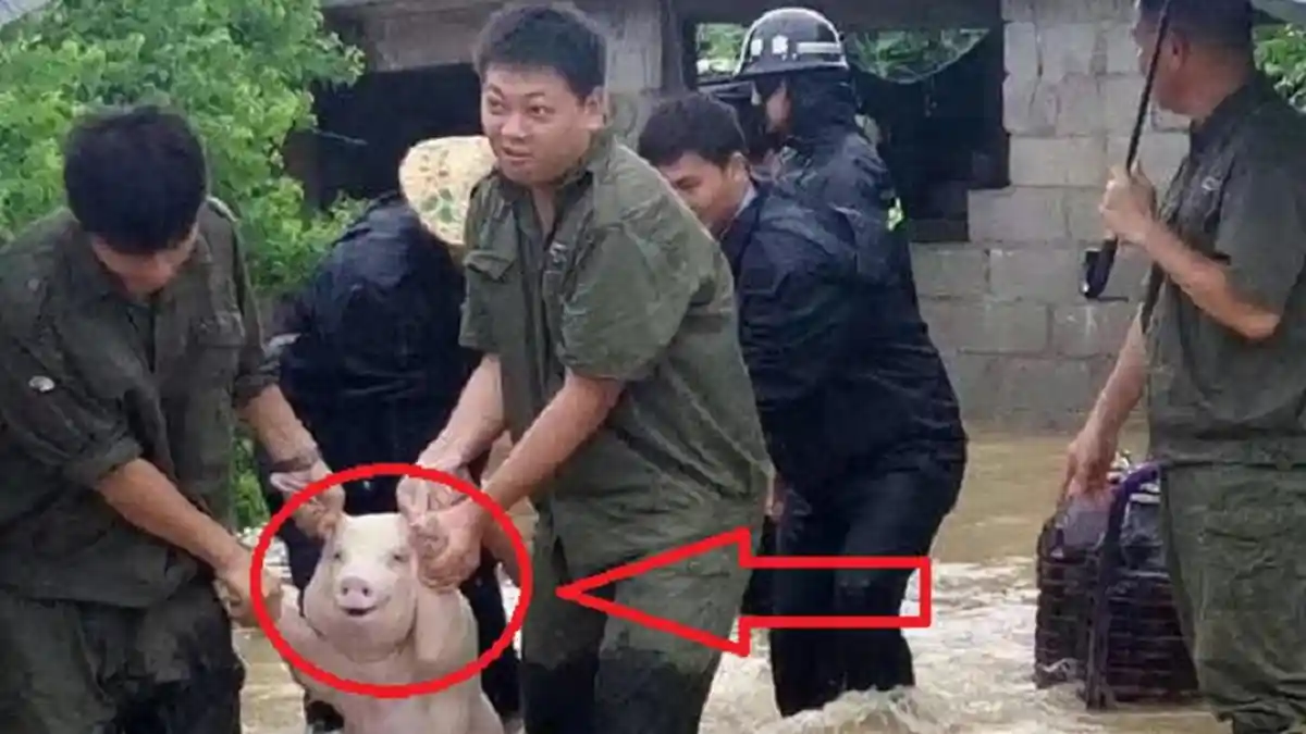 Babi Ini Baru Selamat Dari Banjir, tapi Wajahnya Bikin Netizen Salfok dan Langsung Dibikin Meme