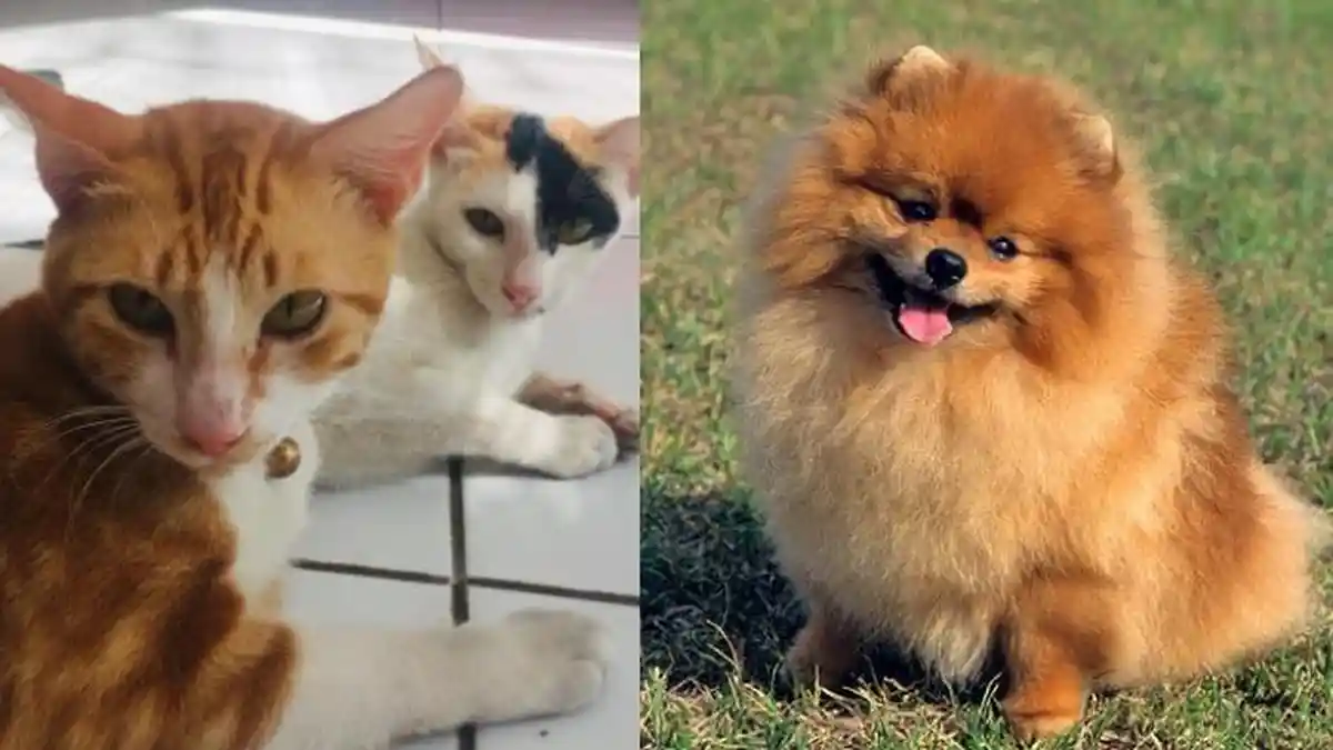 2 Kucing Positif Covid-19, Apakah Hewan Bisa Tularkan Virus ke Manusia? Ini Penjelasan Peneliti