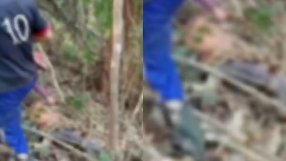 Detik-detik Pria di Kecamatan Routa Konawe Tewas Dililit Ular Piton, Ditemukan Karyawan Sawit