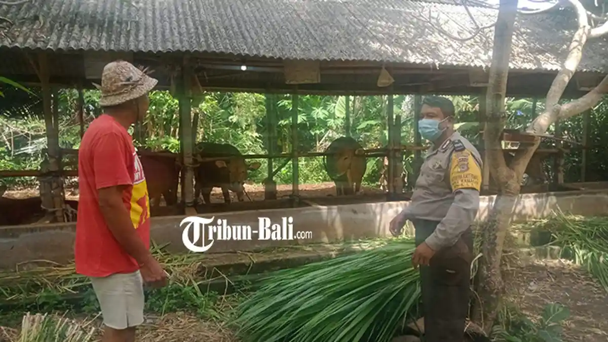 PMK Merebak di Bali, Kapolsek Klungkung Turun Tangan Cek Simantri