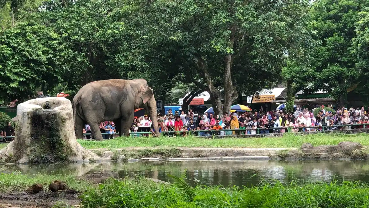 Melihat Keseruan Pengunjung Nikmati Satwa saat Libur Lebaran di Kebun Binatang Ragunan