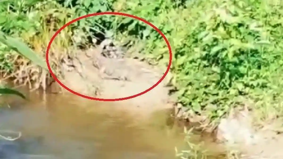 Geger Penampakan Buaya Sedang Berjemur di Dekat Pemukiman Warga