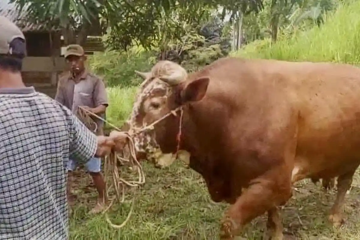 Salama, Peternak Sinjai Sapi Ternaknya Dibeli Presiden Prabowo Rp124 Juta