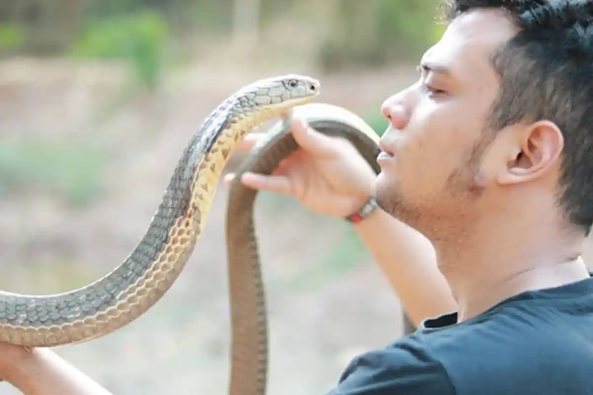 Niat Beri Makan King Cobra, Panji Petualang Sampai Bengkak Berdarah 'Tangan Saya Dimakan Ular'