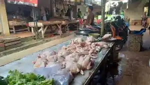 DAGING-AYAM-RAS-Daging-ayam-ras-potong-yang-dijual-di.jpg