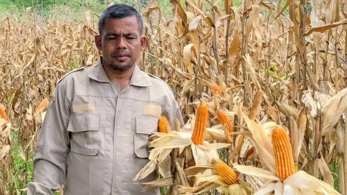 Hasil Panen Jagung di Babahrot Capai 150 Ton, Kadistanpan: Peluang Besar Bagi Petani Abdya