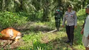 Anggota-Polsek-Pelaihari-mengecek-sapi-sapi-yang-mati-di-kebun-sayuran-di-Desa-Pemuda.jpg