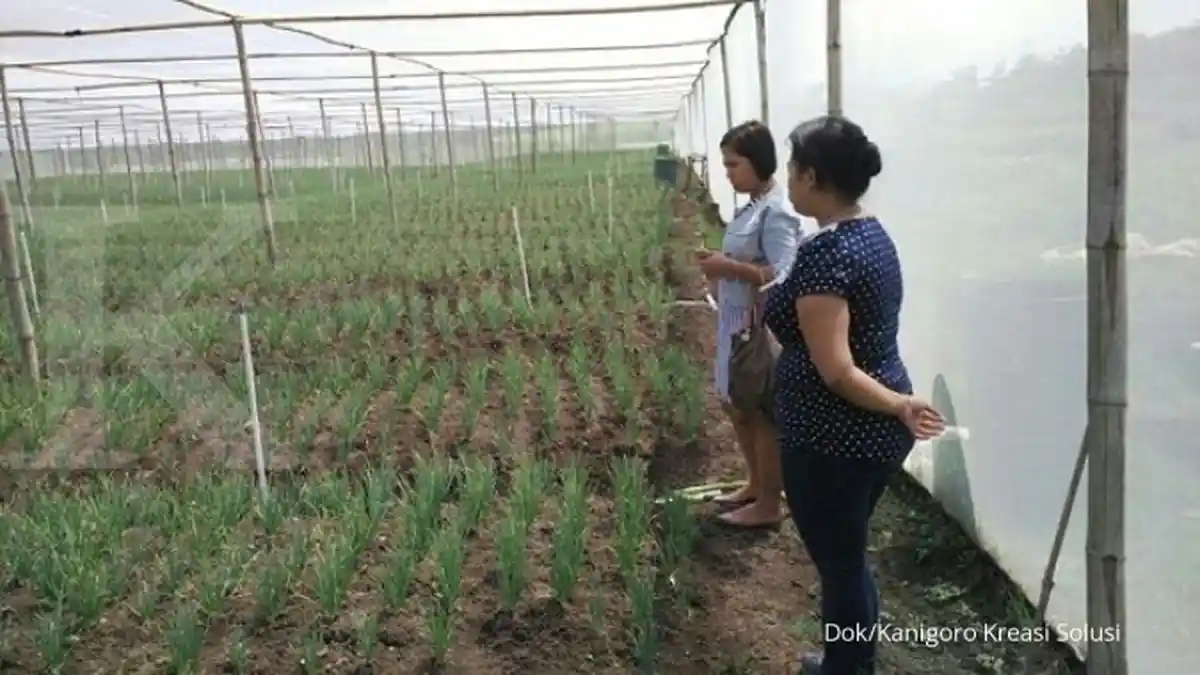 Gambaran Agribisnis Bawang Merah, Anda yang di Jambi Tergiur Tidak?