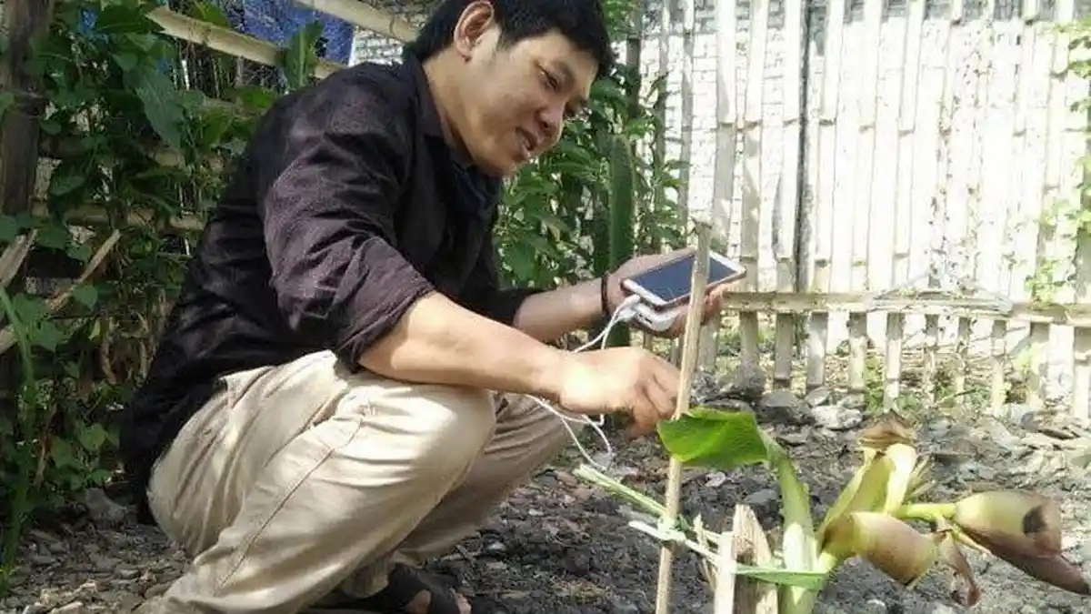 Geger Pohon Pisang Tinggi Hanya 40 Cm tapi Sudah Berbuah, Warga Lamongan Mendadak Heboh