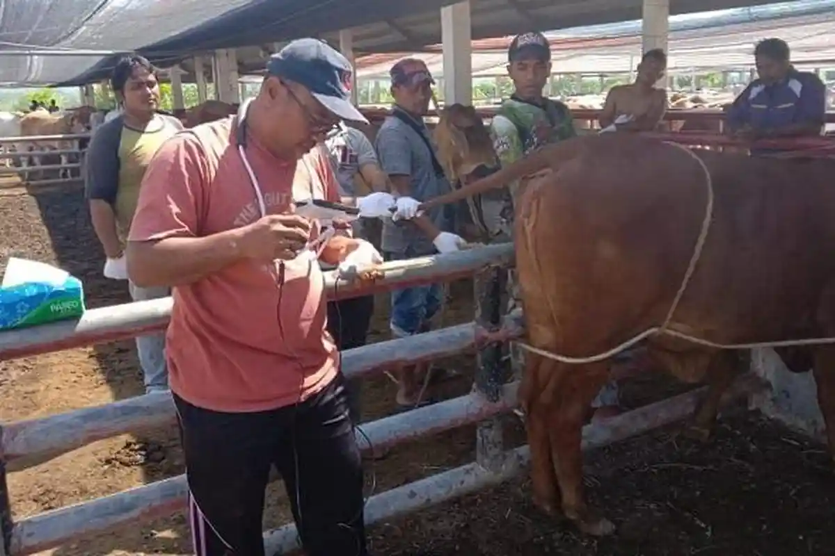 Ini Alasan Pulau Breuh dan Pulau Nasi Ditetapkan sebagai Pusat Pemurnian serta Pemuliaan Sapi Aceh