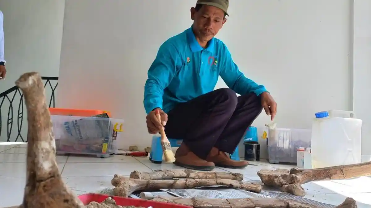 Fosil Bovidae dan Gajah Purba Berusia Sekitar 1,5 Juta Tahun Ditemukan di Situs Patiayam