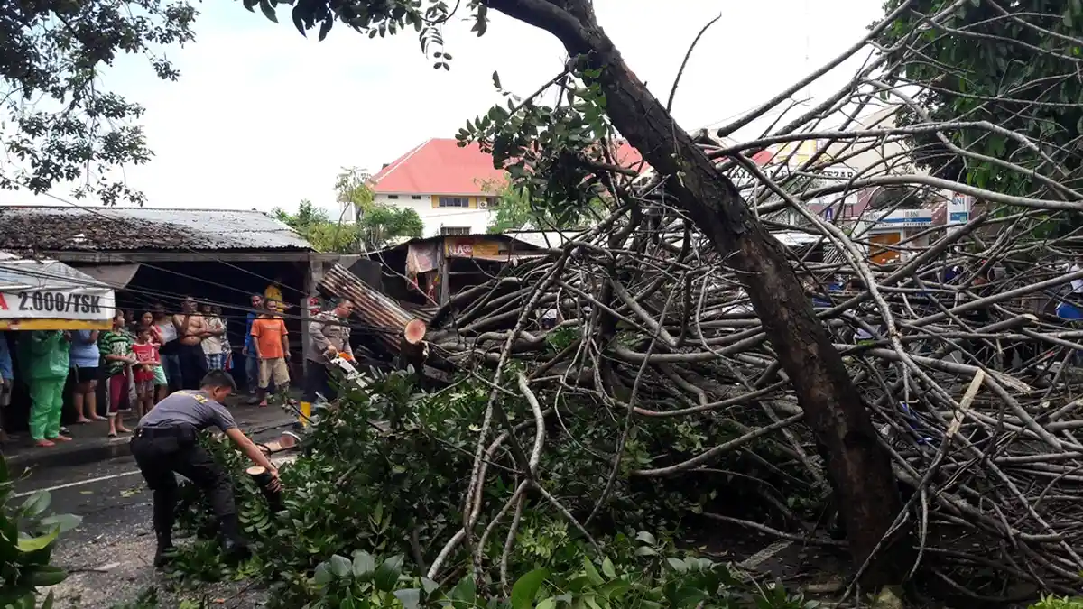 Pak Wali, Tolong Tebang Pohon Kering di Kayubulan