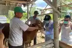 Disnakkan Bondowoso Sidak Lapak Hewan Kurban, Pastikan Hewan Sehat Jelang Idul Adha