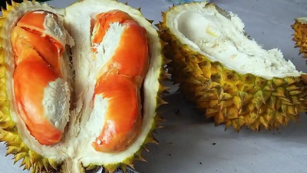 Ada Pesta Durian di Jakarta, Catat Tanggal dan Lokasinya, Gratis!