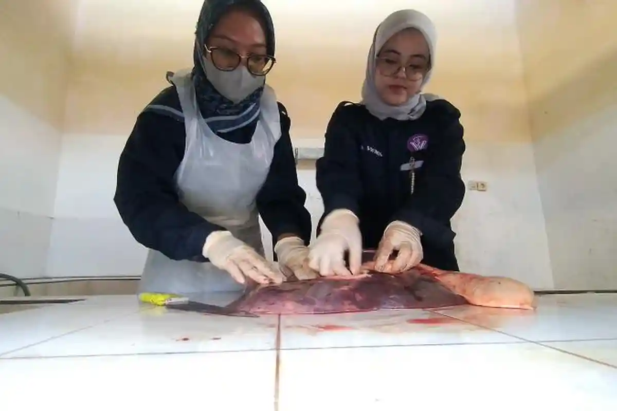 Petugas RPH Magetan Temukan Cacing Hati di Jeroan Sapi, Perketat Pemeriksaan Daging Hewan Kurban