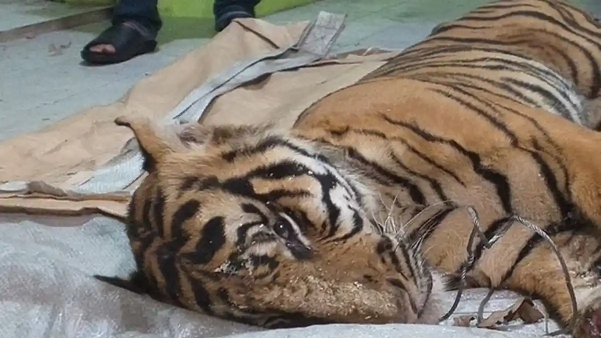 Harimau Sumatera Mati Terjerat di Hutan Industri, Perusahaan Ungkap Akibat Perburuan Ilegal