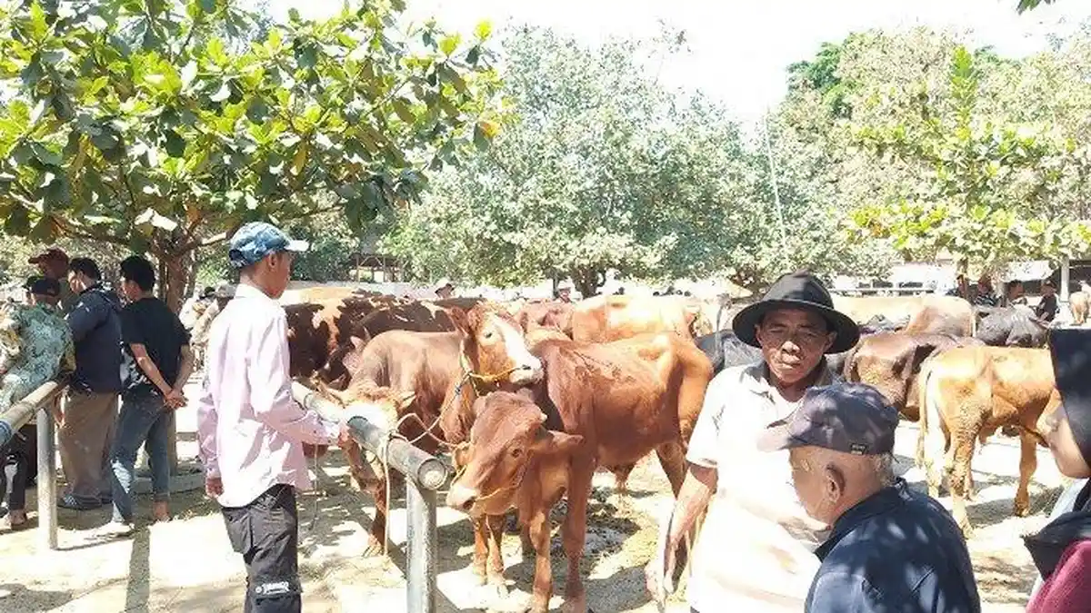 Idul Adha 2019 Masih Sebulan Lagi, Warga Sukoharjo Sudah Mulai Beli Sapi Kurban, Ini Alasannya