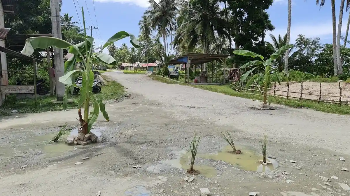 Tak Kunjung Diaspal, Warga di Simeulue Tanam Pohon Pisang di Badan Jalan
