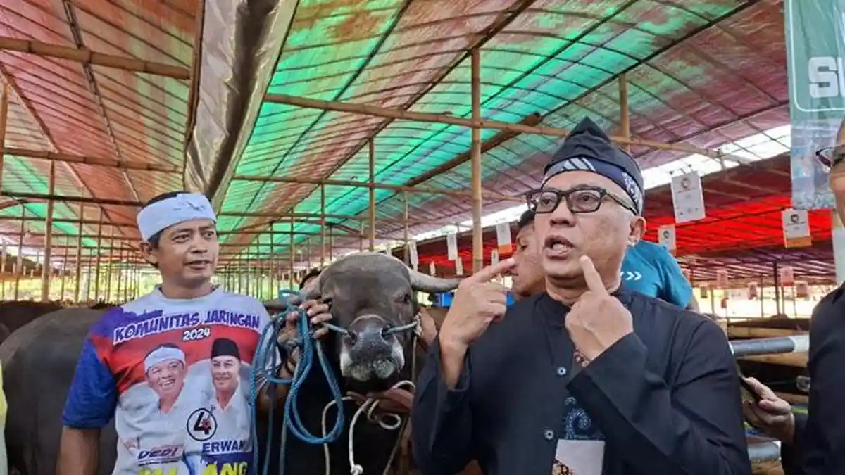 Lapak Sapi Kurban di Jalan KH Abdullah Bin Nuh Bogor Dicek Sekda, Hidung Gigi dan Kaki Diperiksa