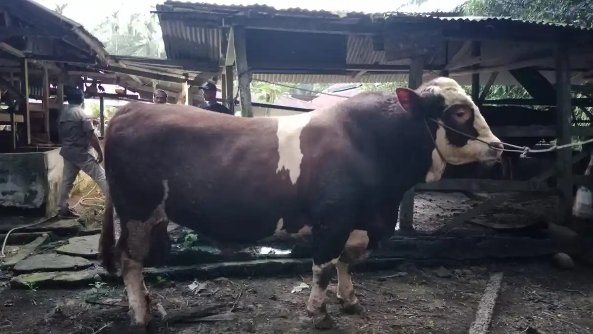 Sapi Simental Sijunjung Terpilih Jadi Hewan Kurban Presiden 2026, Bobot Hampir 1 Ton