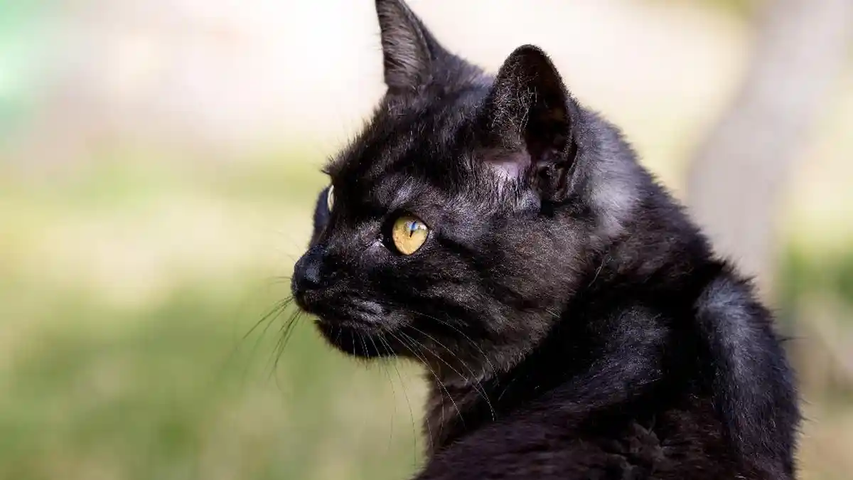 5 Arti Mimpi Tentang Kucing Hitam, Benarkah akan Jadi Pertanda Banyak Masalah Datang?